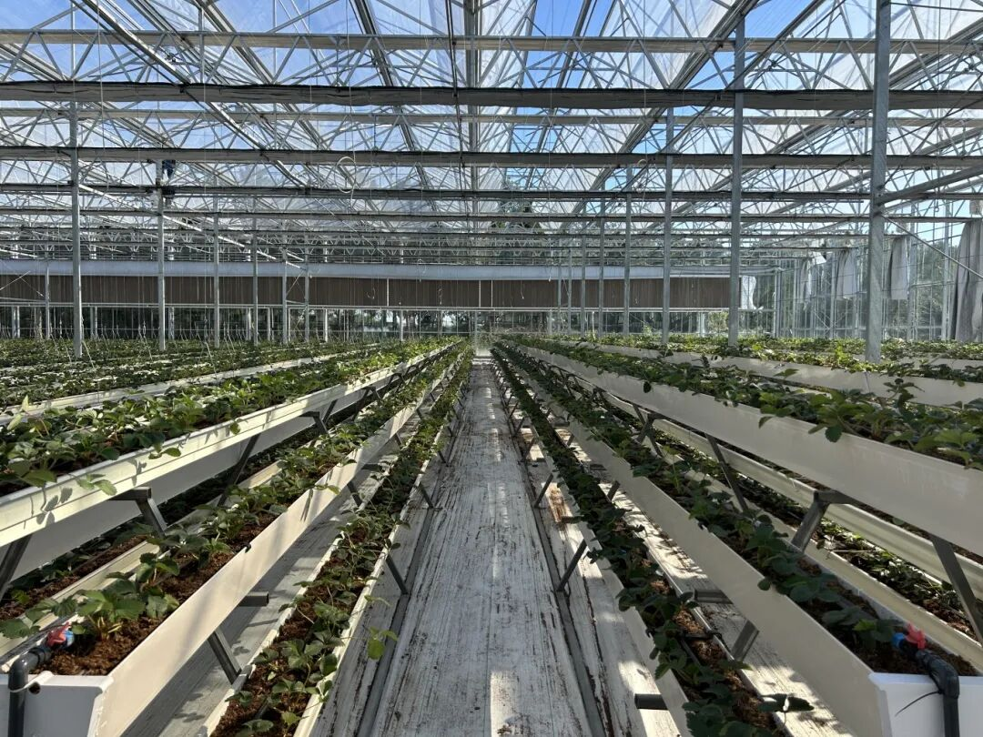 Qingpu's high-tech strawberry factory to enable year-round harvest