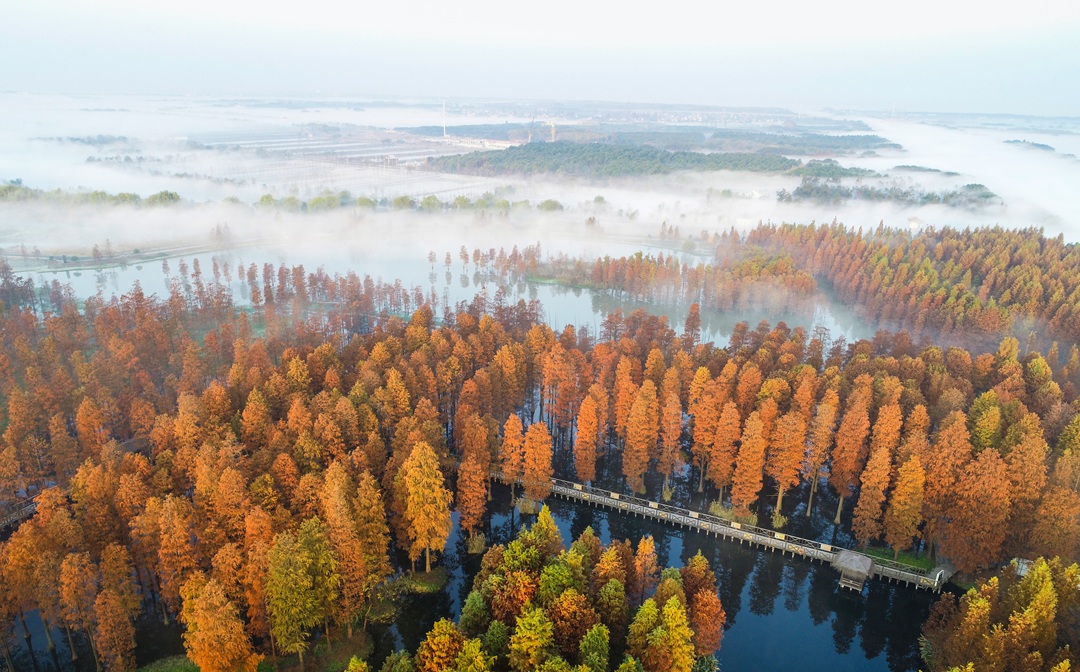 Take a Deep Breath by Dianshan Lake! An Authentic Guide to Roaming Qingpu