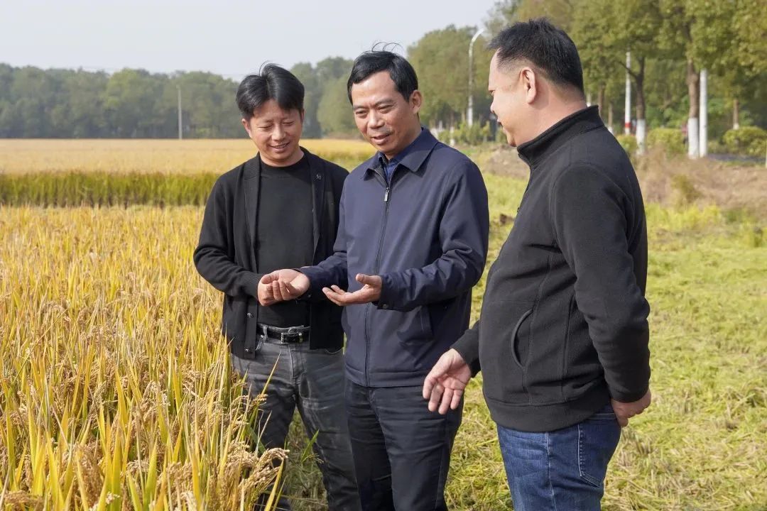 青浦区金泽镇党委书记方志坚开展“三农”工作调研，做好“三农”文章，绘就乡村振兴新画卷