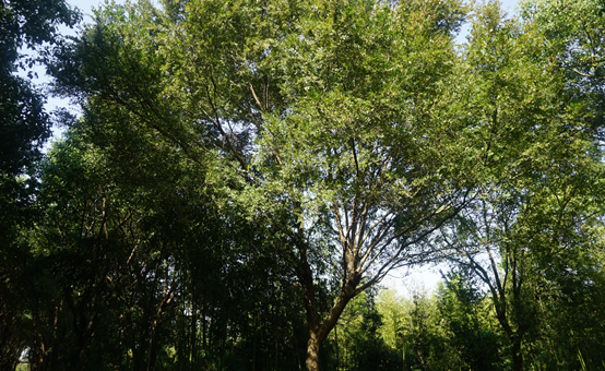 1117_151004_601.png