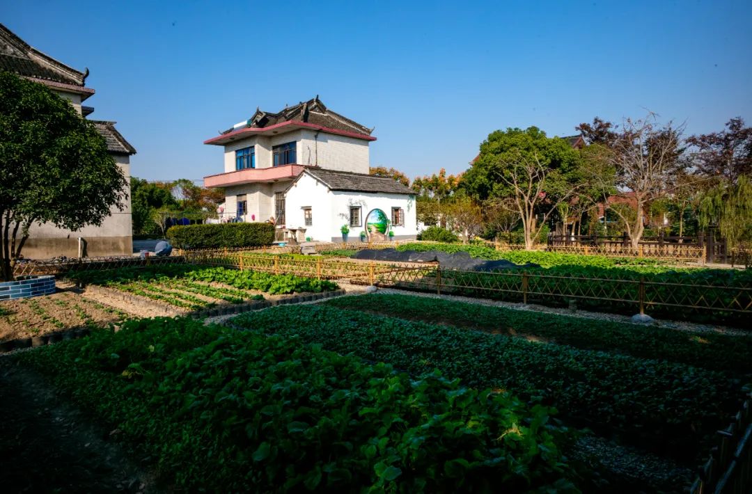 破茧成蝶,赵巷镇这个村正演绎着美丽的嬗变