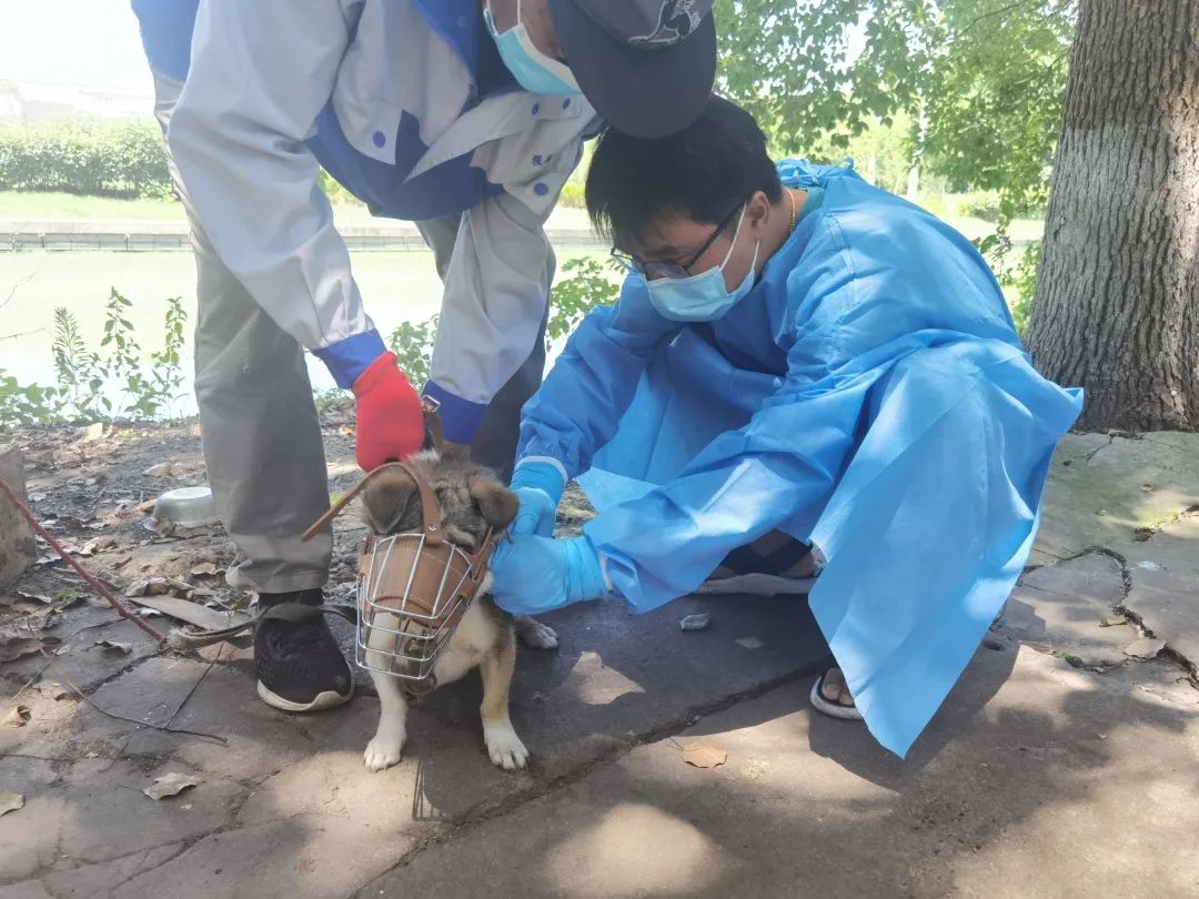 中国狂犬疫苗使用量世界第一，消灭狂犬病关键是把针打到狗身上 - 新闻 - 健康时报网_精品健康新闻 健康服务专家