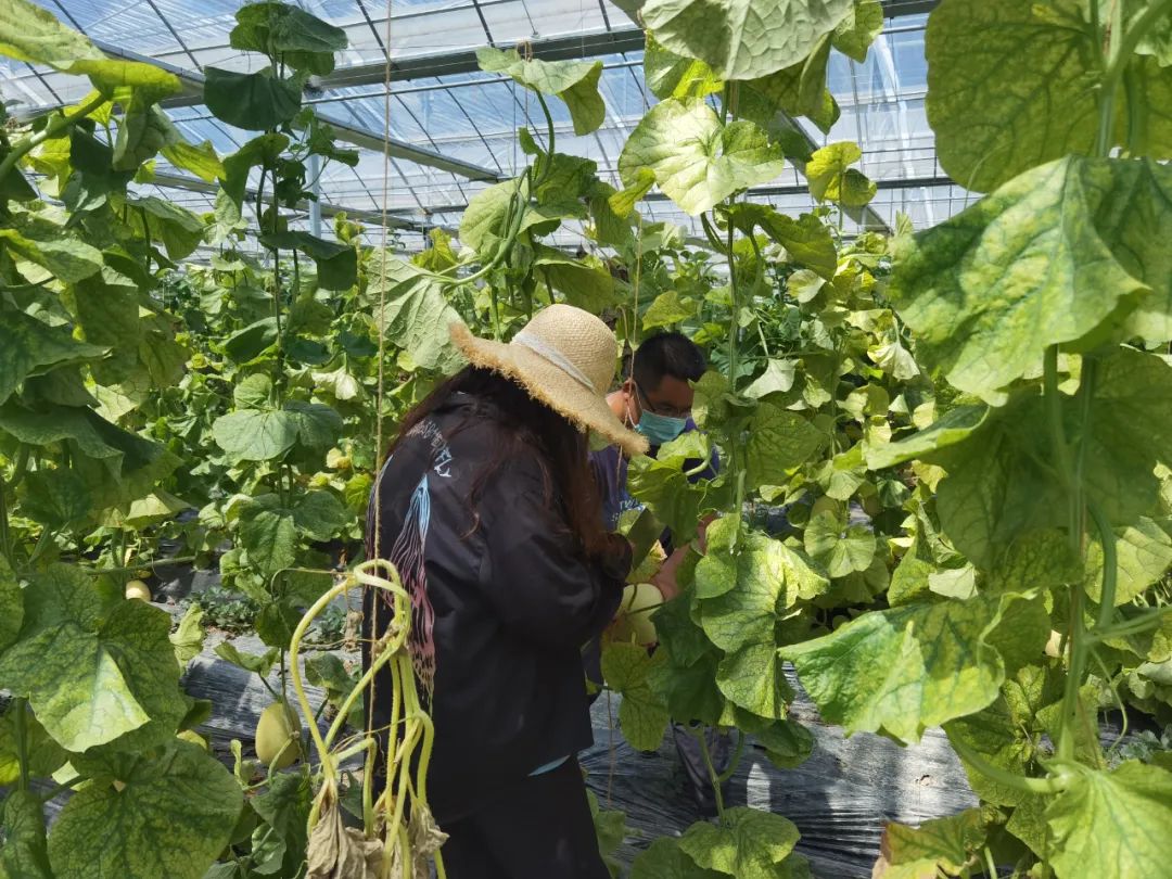 哈密瓜种植 哈密瓜种植技术_华夏智能网