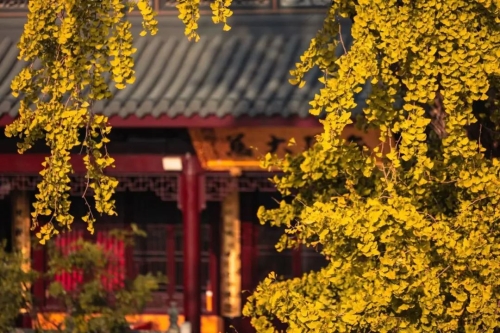 银杏落金，青浦迎来了年度“最闪亮”时刻！