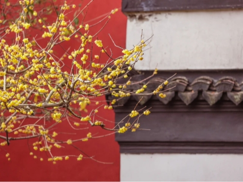 过大年·来青浦丨暗香疏影，红墙黄花，江南“蜡”么“梅”！灵得嘞！