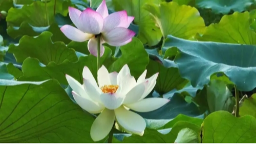 半池清荷满城诗，快来青浦拍“荷”照！