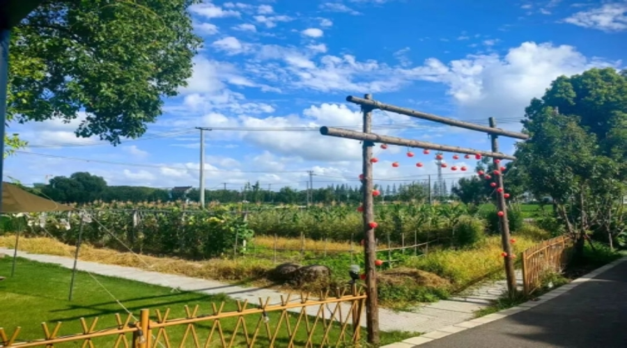 吃过青浦民宿的这一口“春菜”，才算不负江南的春天！