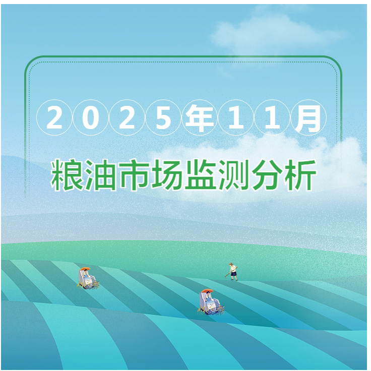 2025年11月粮油市场监测分析