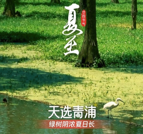 遇节气·游青浦｜夏至已至，“狂欢之夏”齐聚青浦，第一个就心动了