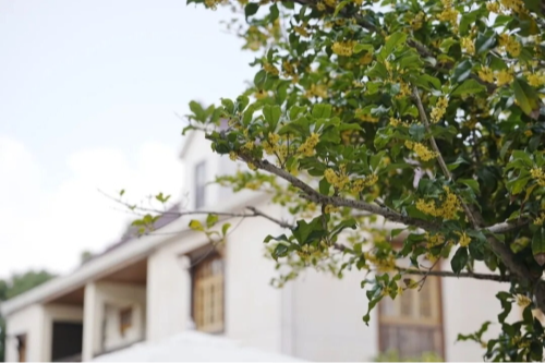 青浦迎来“绝佳赏味期”快住进桂花院落，尽享季节馈赠的浪漫