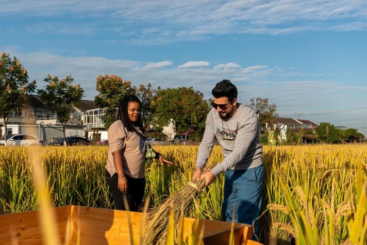 秋日乡野walk，松弛感拉满！青浦“家门口的好去处”又有新玩法！