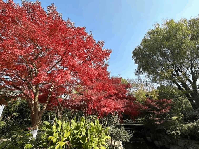 “宿主”您好，请领取主线任务：寻找青浦红叶地图！