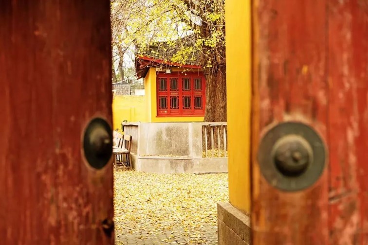 银杏落金，青浦迎来了年度“最闪亮”时刻！