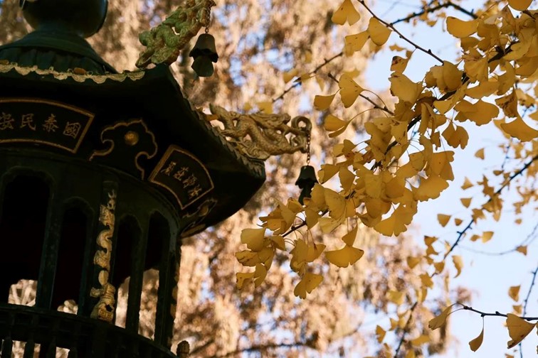 银杏落金，青浦迎来了年度“最闪亮”时刻！