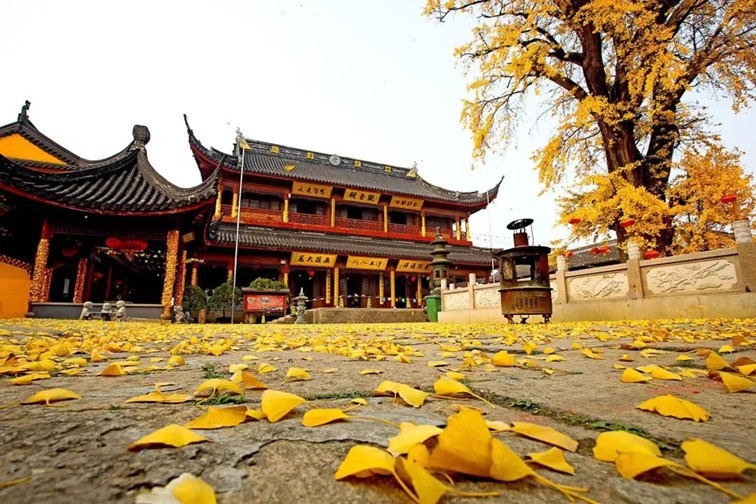 银杏落金，青浦迎来了年度“最闪亮”时刻！