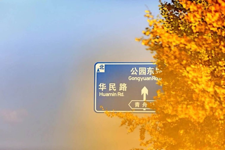 银杏落金，青浦迎来了年度“最闪亮”时刻！