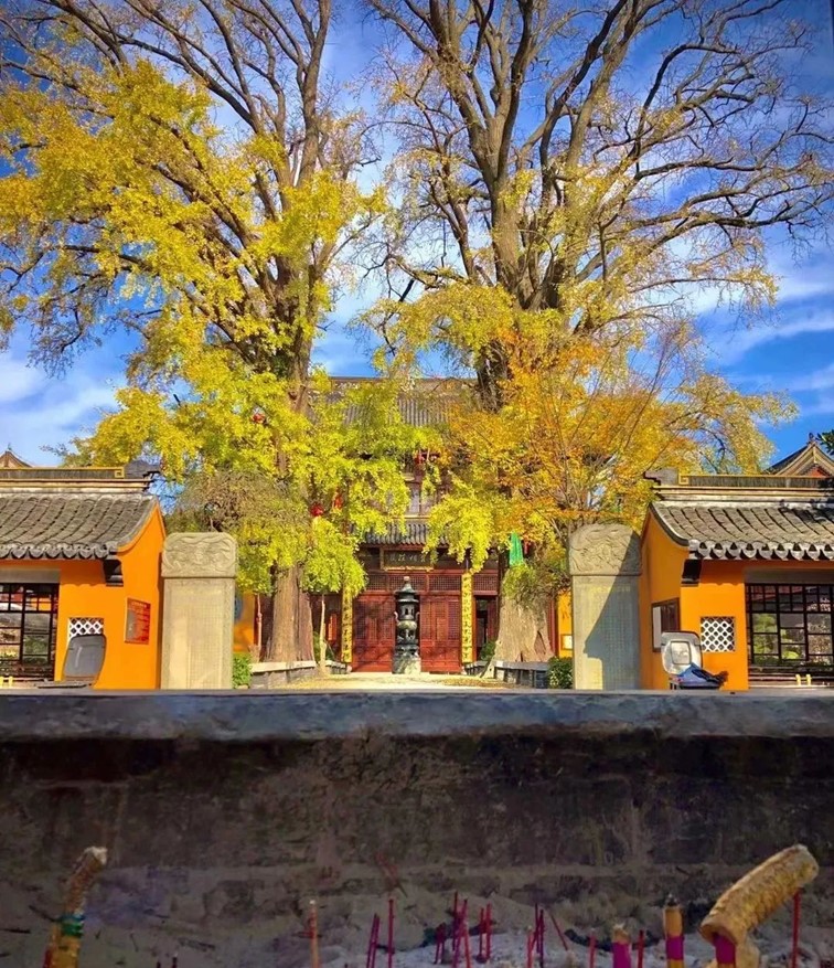 银杏落金，青浦迎来了年度“最闪亮”时刻！