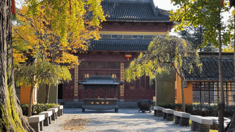 银杏落金，青浦迎来了年度“最闪亮”时刻！