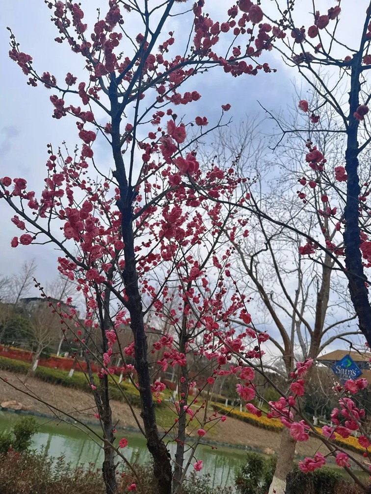 江南梅花季丨“梅”美与共！住在青浦花影中，盼君缓缓归矣