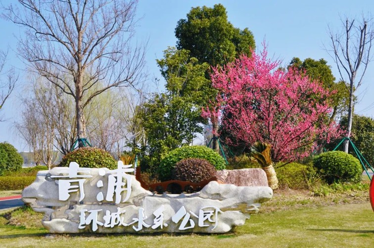 江南梅花季丨开往春天的列车已上线！抓紧冲，青浦梅花已绽放80%！