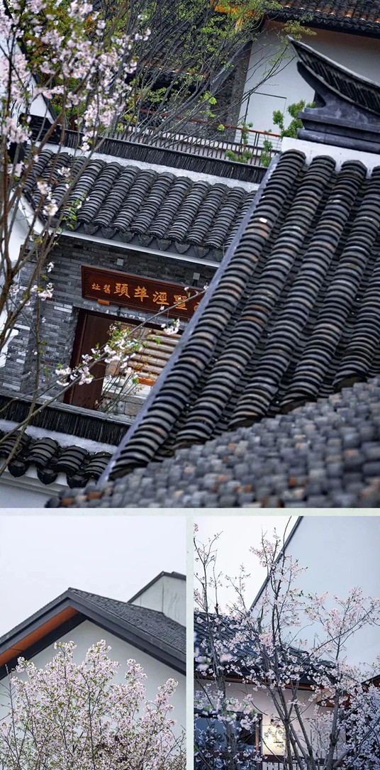 上班暂停一下！快来青浦看樱花雨