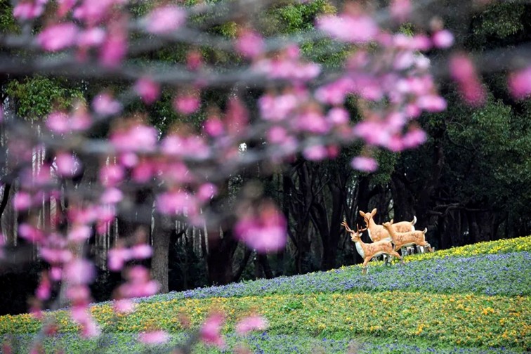 上班暂停一下！快来青浦看樱花雨