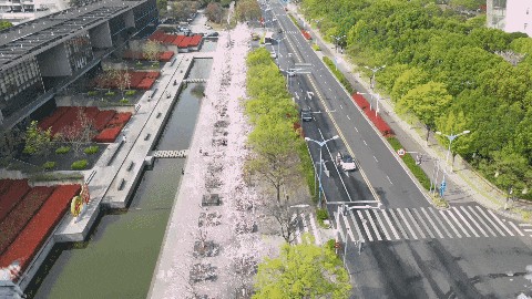 上班暂停一下！快来青浦看樱花雨
