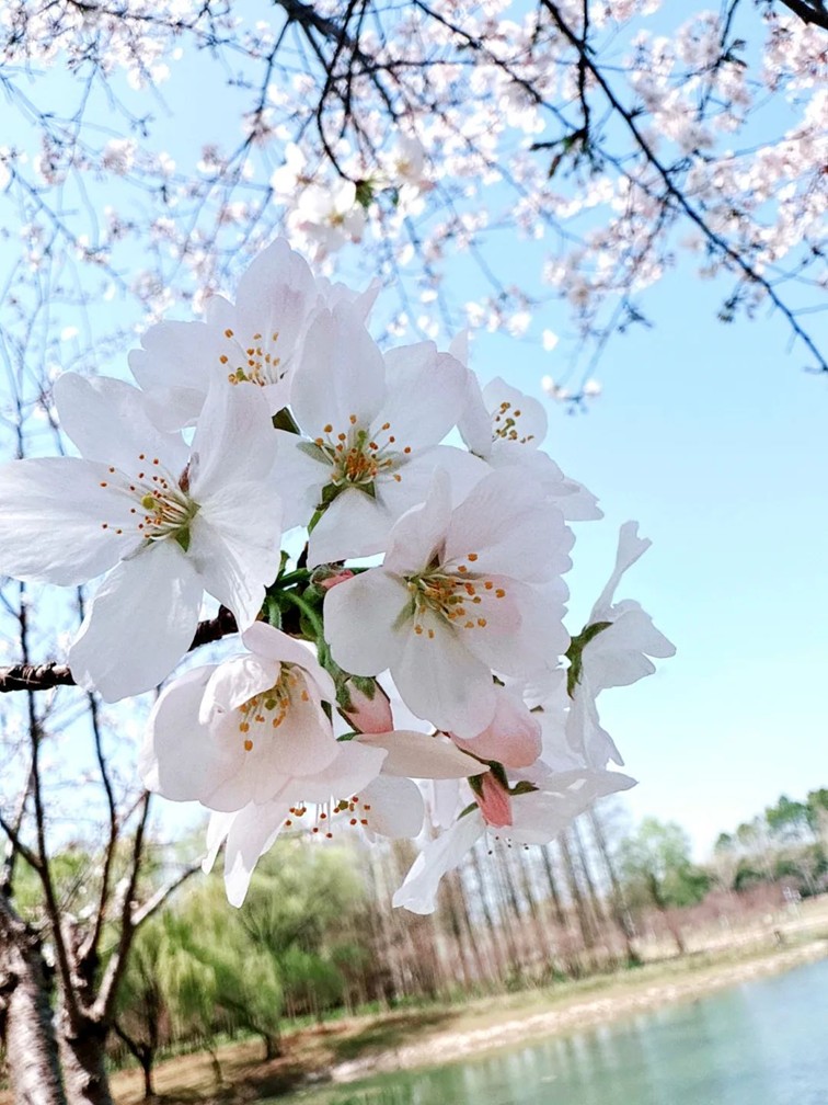 上班暂停一下！快来青浦看樱花雨