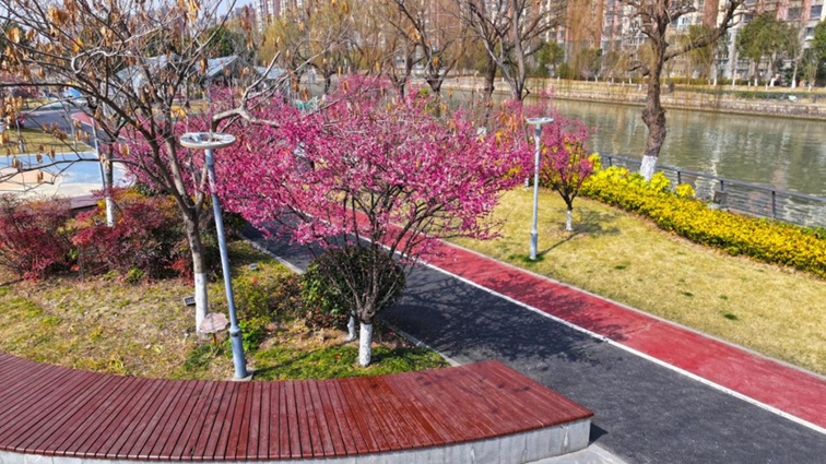 沪水畔，慢时光！梅花映水，到青浦赏梅品水