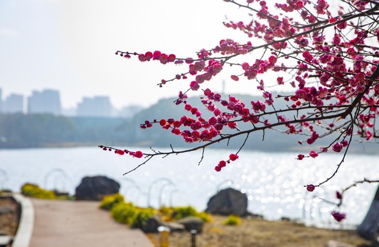 沪水畔，慢时光！梅花映水，到青浦赏梅品水
