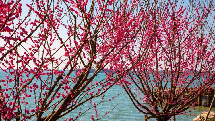 沪水畔，慢时光！梅花映水，到青浦赏梅品水