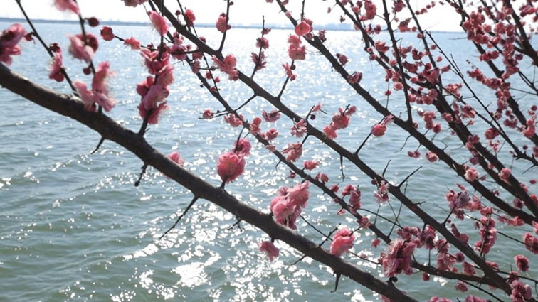 沪水畔，慢时光！梅花映水，到青浦赏梅品水
