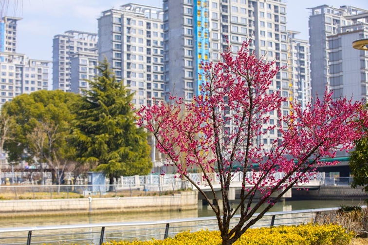 沪水畔，慢时光！梅花映水，到青浦赏梅品水