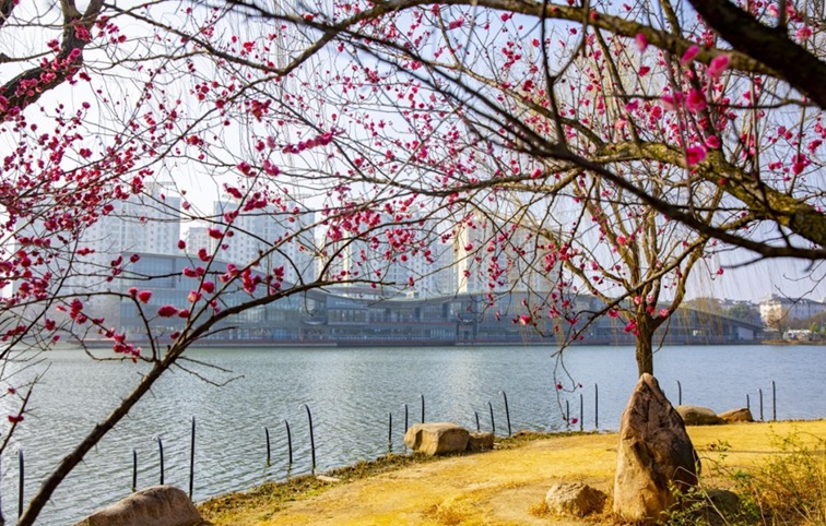 沪水畔，慢时光！梅花映水，到青浦赏梅品水