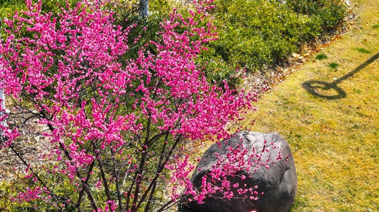 沪水畔，慢时光！梅花映水，到青浦赏梅品水