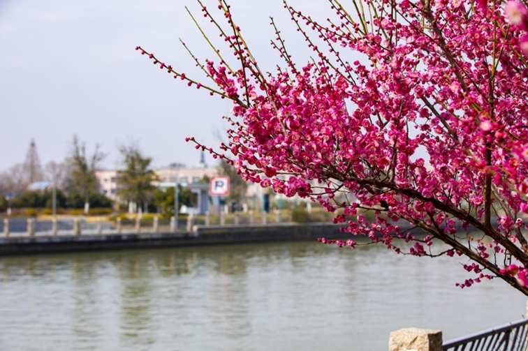 沪水畔，慢时光！梅花映水，到青浦赏梅品水