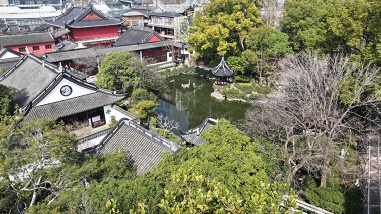 沪水畔，慢时光！梅花映水，到青浦赏梅品水