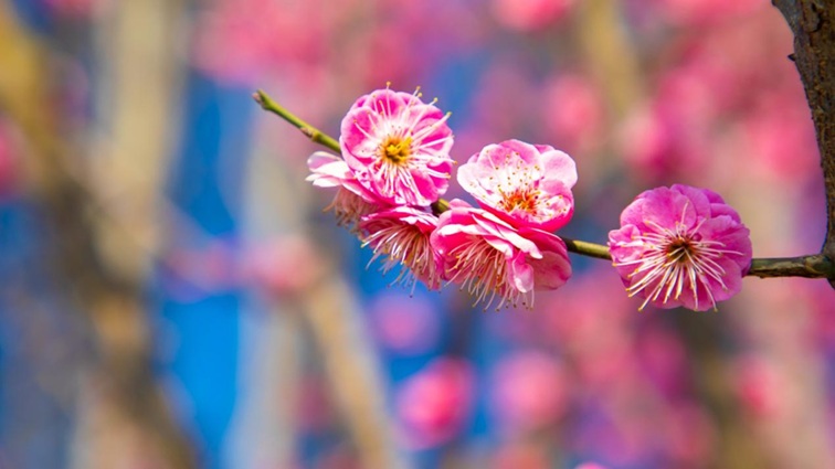 沪水畔，慢时光！梅花映水，到青浦赏梅品水