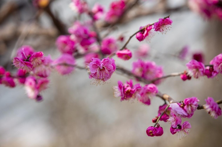 沪水畔，慢时光！梅花映水，到青浦赏梅品水