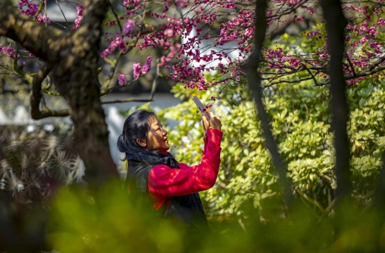 沪水畔，慢时光！梅花映水，到青浦赏梅品水