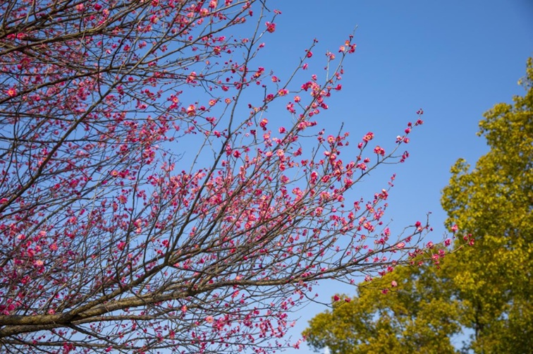 沪水畔，慢时光！梅花映水，到青浦赏梅品水