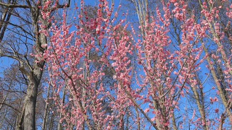 沪水畔，慢时光！梅花映水，到青浦赏梅品水