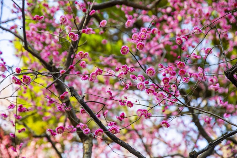 沪水畔，慢时光！梅花映水，到青浦赏梅品水