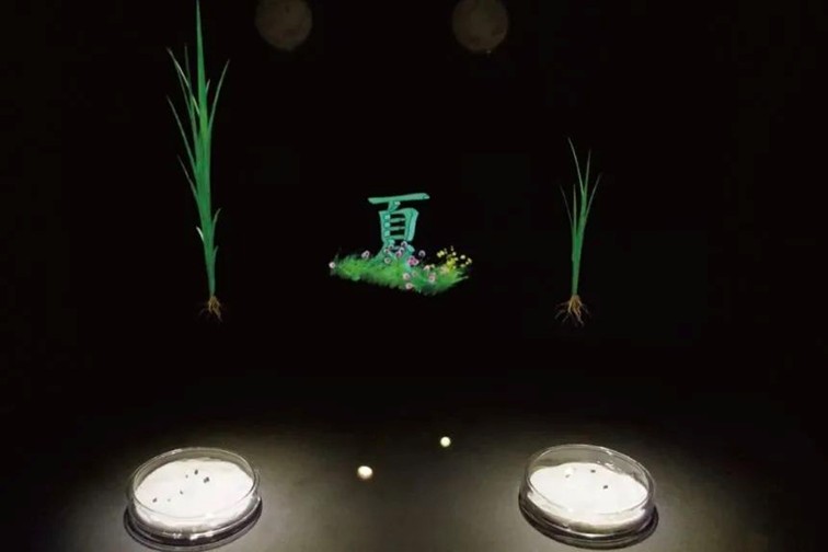 随着镜头中的涟漪，在水韵流转中感受青浦水美乡村