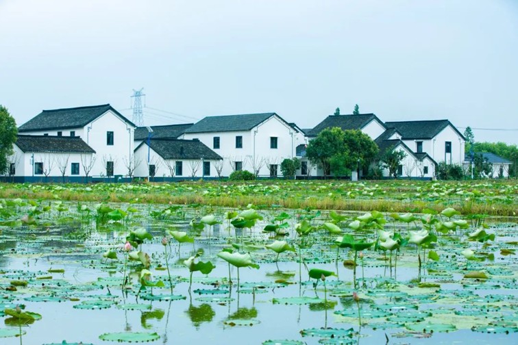 随着镜头中的涟漪，在水韵流转中感受青浦水美乡村