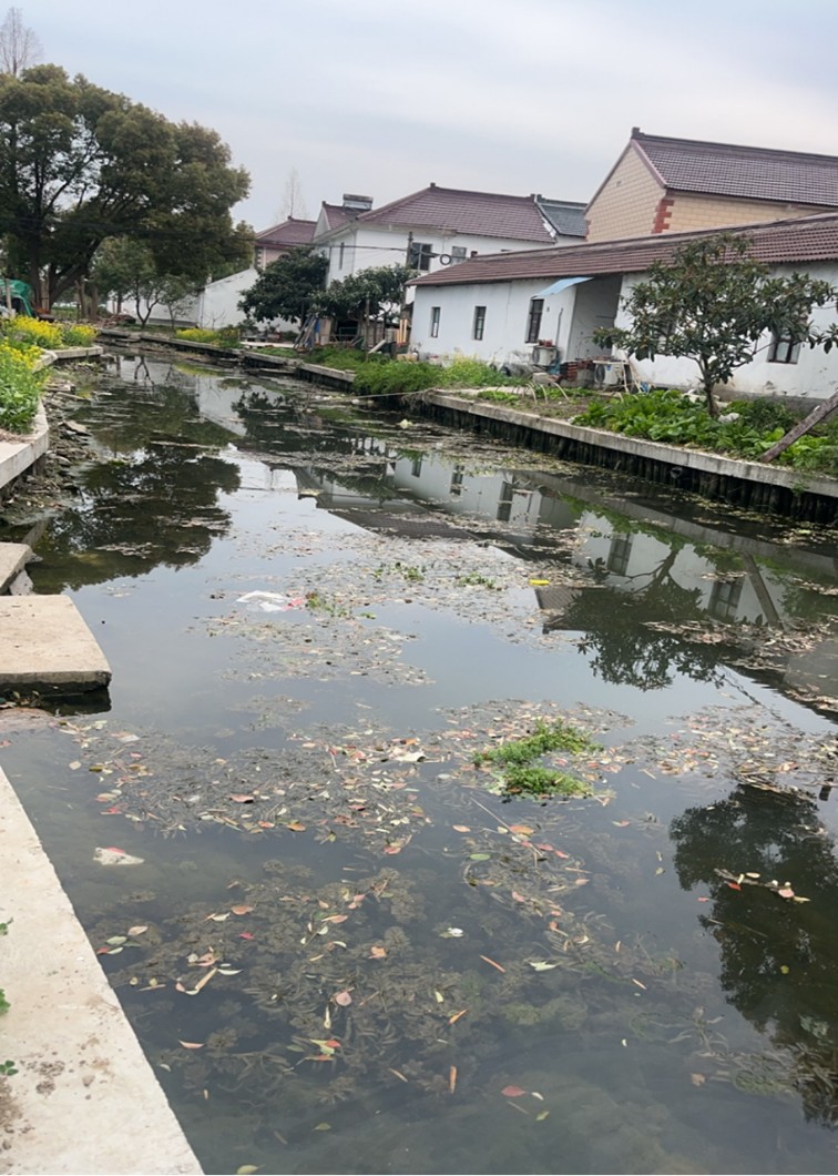 【学习教育】三统筹四提升 | 区绿化市容局：党建领航绘新卷 全域整治焕新颜
