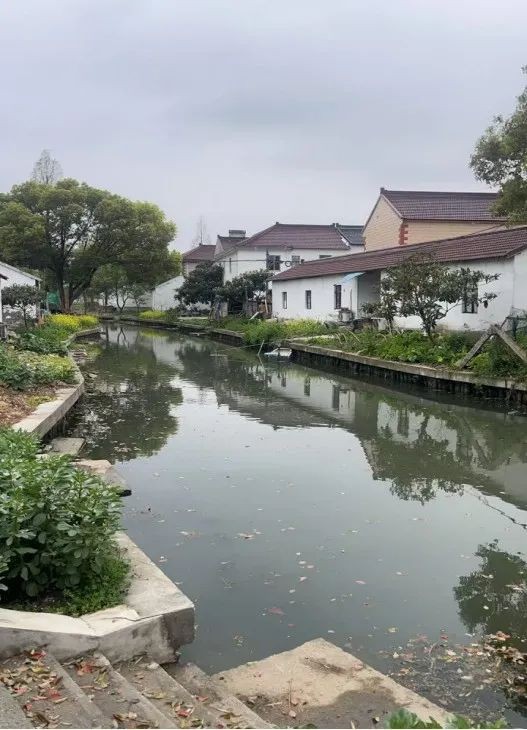 【学习教育】三统筹四提升 | 区绿化市容局：党建领航绘新卷 全域整治焕新颜